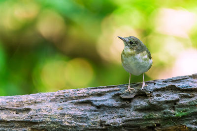 Close-up of bird perching on rock