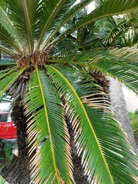 Close-up of palm tree