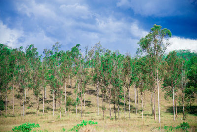 Trees on field against sky