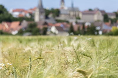 Close-up of wheat growing on field