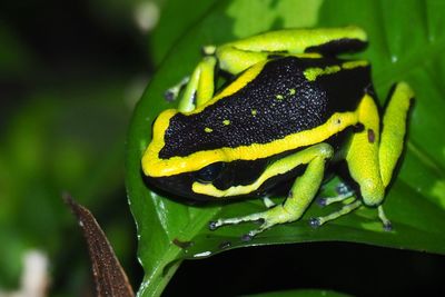 Close-up of insect