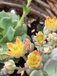 Full frame shot of flowering plant