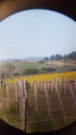 Scenic view of field against clear sky