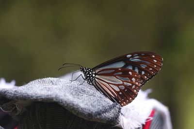 Close-up of butterfly pollinating flower