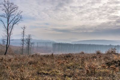 Trees on field against sky