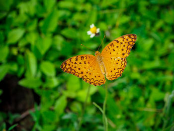 Close-up of butterfly pollinating flower