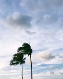 Low angle view of coconut palm trees against cloudy sky