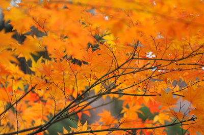 Autumnal leaves on tree trunk