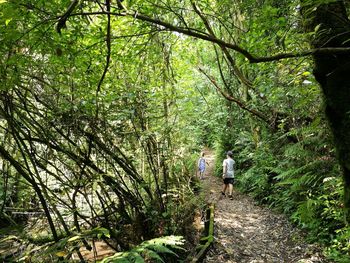 Rear view of people walking on footpath in forest