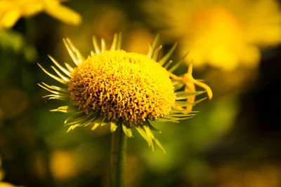 Close-up of wilted flower