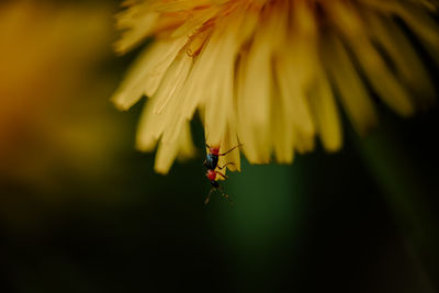 Close-up of insect on flower