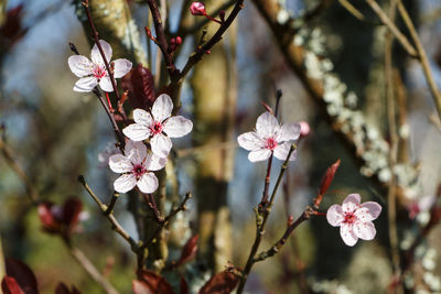 Close-up of cherry blossom