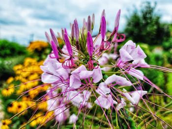 Close-up of pink flowering plant on field