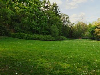 Scenic view of trees on field against sky