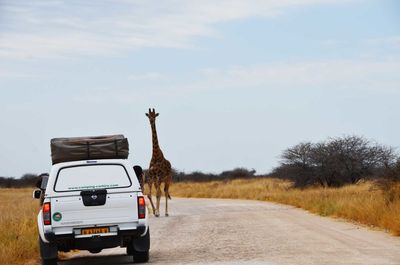 Country road along trees