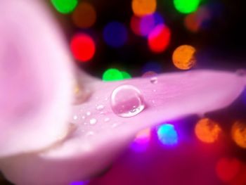 Close-up of water drops on flower