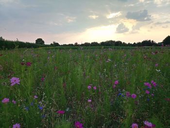 Scenic view of purple flowering plants on field against sky