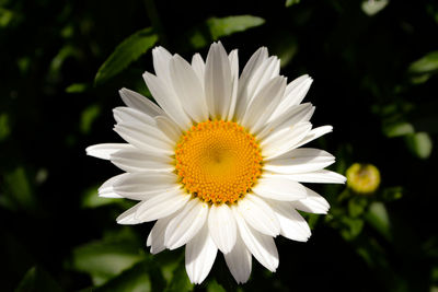 Close-up of white daisy flower