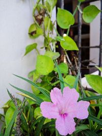 Close-up of pink flowering plant