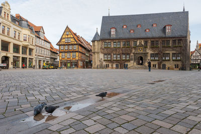 Pigeons on street against buildings in city