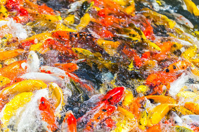 High angle view of koi carps swimming in lake