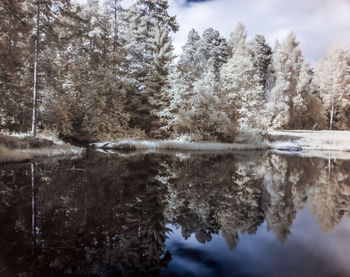 Trees by lake in forest during winter