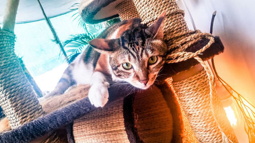 Close-up of cat with rope reels