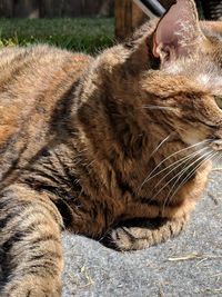 Close-up of a cat with eyes closed