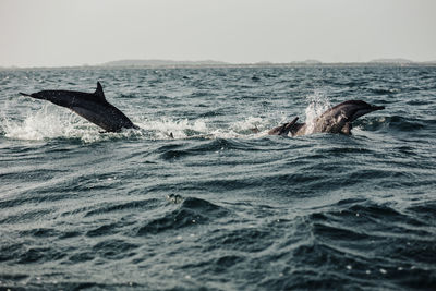Pod of dolphins in sea against sky
