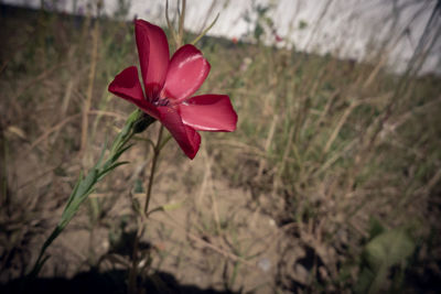 Close-up of pink flower on field