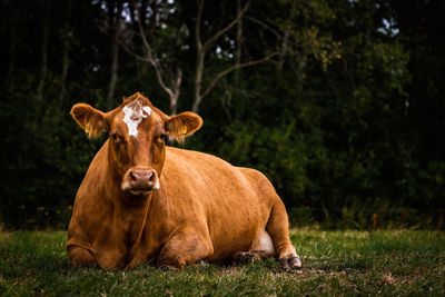 Portrait of a horse on field