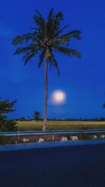 Palm trees on landscape against blue sky