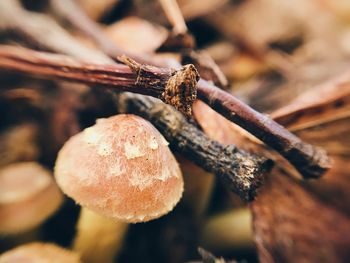 Close-up of mushroom on tree