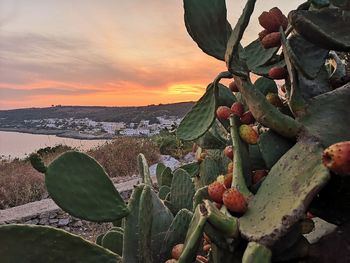 Close-up of prickly pear cactus against sky during sunset