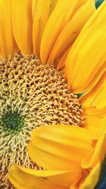 Close-up of sunflower