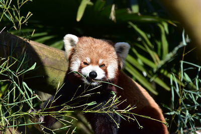 Close-up of a red panda
