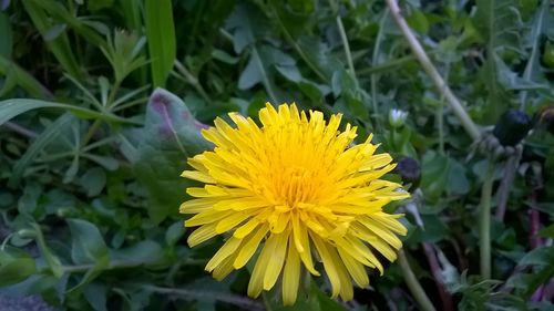 Close-up of yellow flower