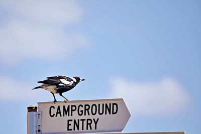 Low angle view of bird perching on sign board against sky