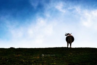 Bird on field against cloudy sky