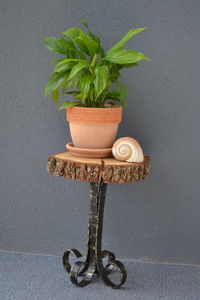 Close-up of potted plant on table against wall