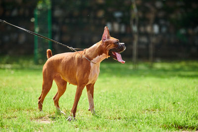 Dog running on field