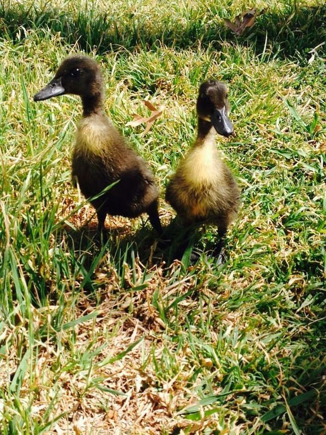 animal themes, animals in the wild, bird, wildlife, grass, duck, field, young bird, high angle view, grassy, young animal, two animals, nature, togetherness, mallard duck, animal family, full length, day, outdoors