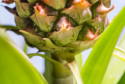 Close-up of flower plant