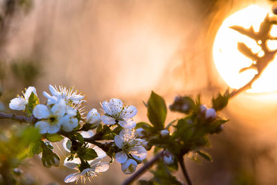 Close-up of white cherry blossom tree