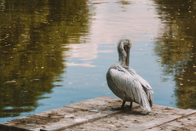 View of pelican on lake