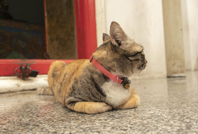 Dog sitting on floor at home