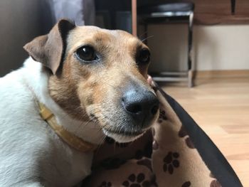 Close-up portrait of dog relaxing on floor at home