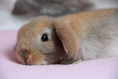 Close-up of a rabbit