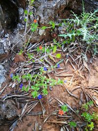 Plants growing in forest