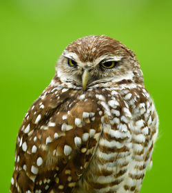 Close-up portrait of owl